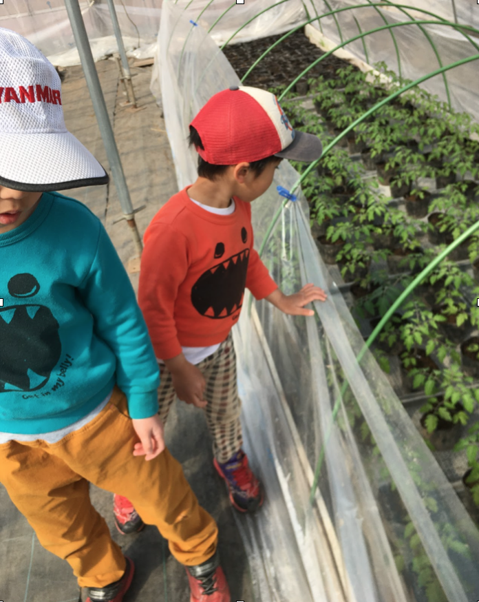 子供達がトマトの苗の様子を見に来てくれました