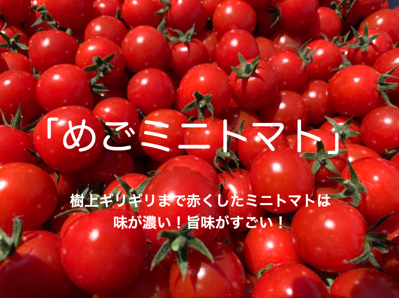 めごミニトマト